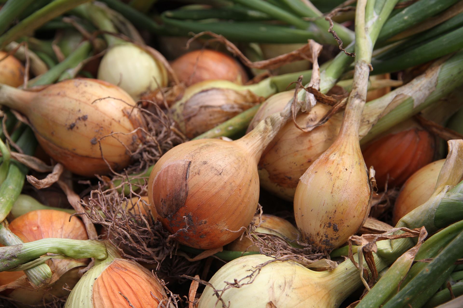 Disse flotte løg er dyrket fra frø. Foto: Karna Maj
