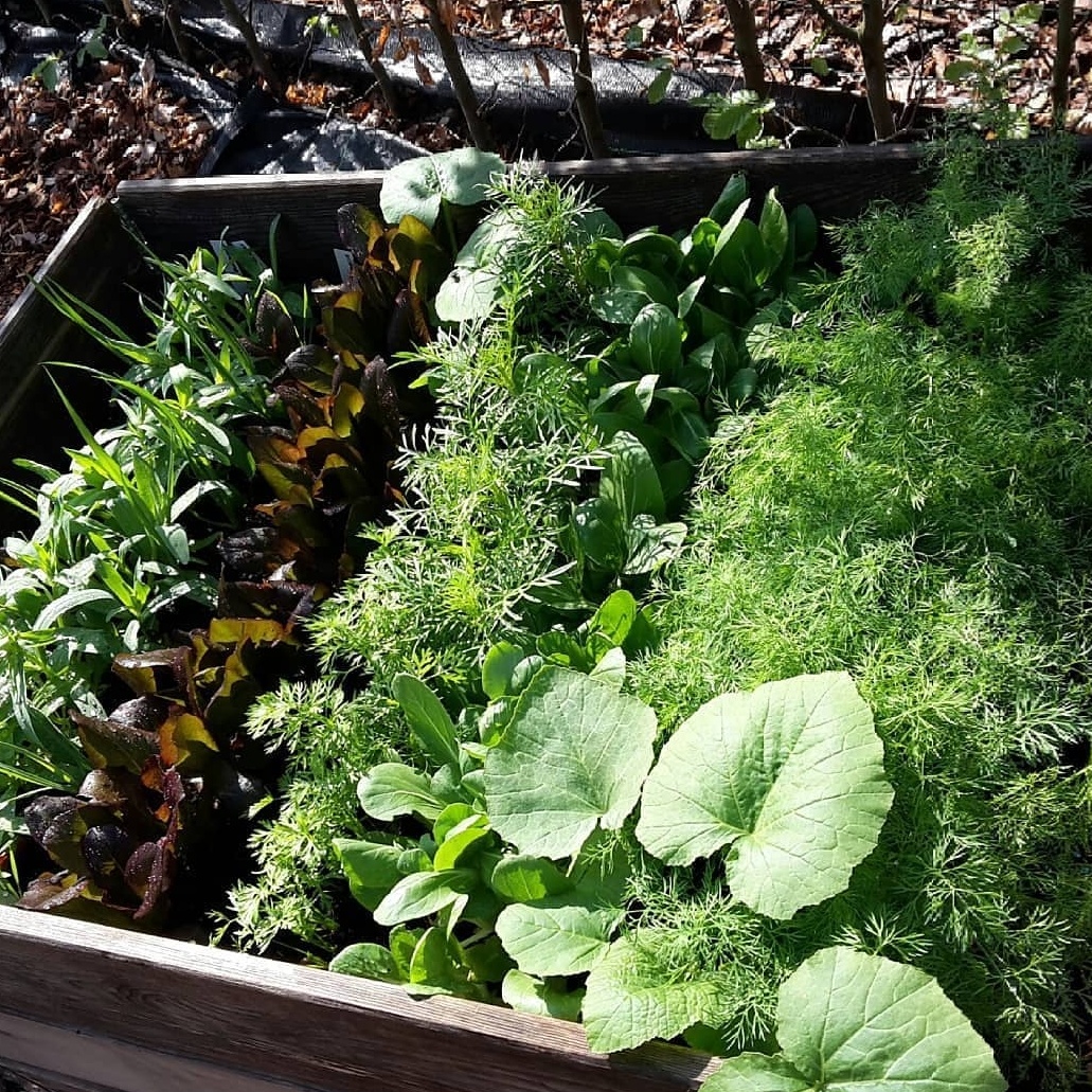 Tidlige bladgrøntsager i højbed. Foto: Haveselskabet