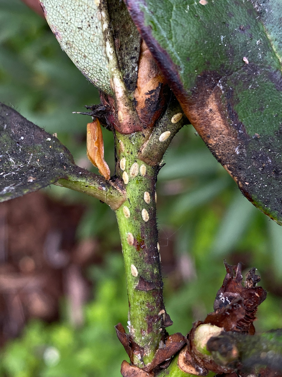 Rhododendron, der er ramt af den relativ nye rhododendronskjoldlus, Pulvinaria rhododendri. Det sorte er sodskimmel, og de hvide er nymfer. Denne type skjoldlus hører til de bløde typer, dvs. med et blødt skjold. Bodil Damgaard Petersen, Hortonom