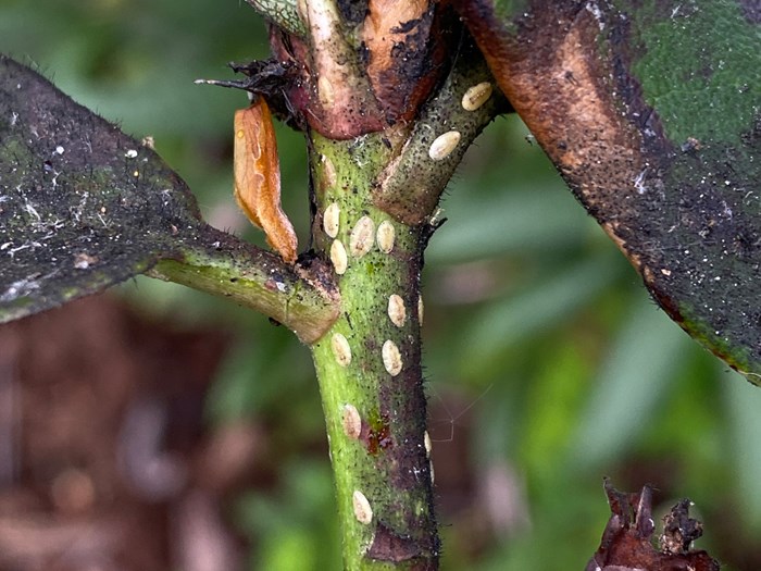 Rhododendron, der er ramt af den relativ nye rhododendronskjoldlus, Pulvinaria rhododendri. Det sorte er sodskimmel, og de hvide er nymfer. Denne type skjoldlus hører til de bløde typer, dvs. med et blødt skjold. Bodil Damgaard Petersen, Hortonom