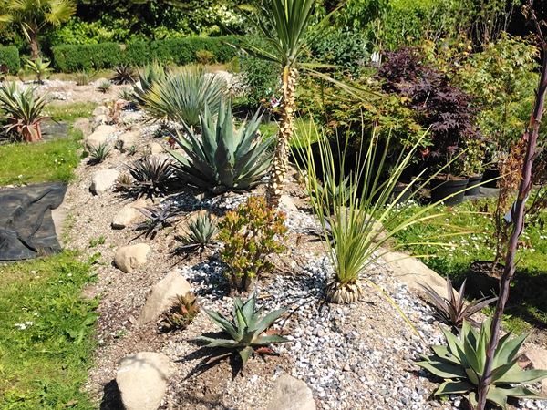 have med kaktus og eksotiske planter