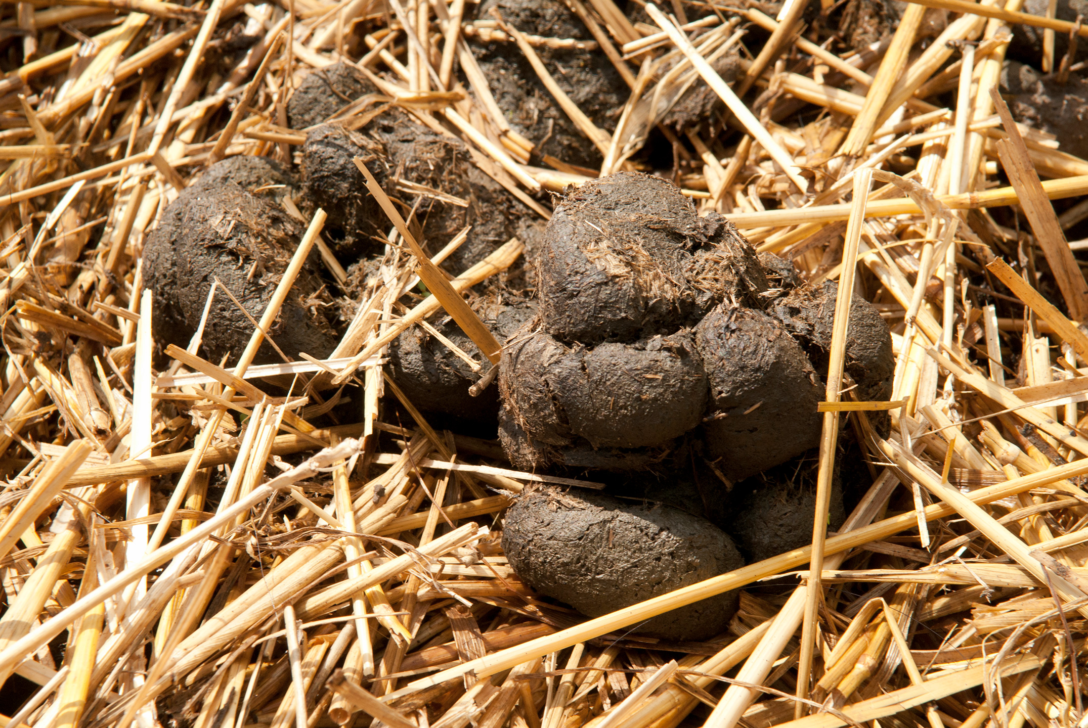 Hestepærer. Foto: Hanne Søgård