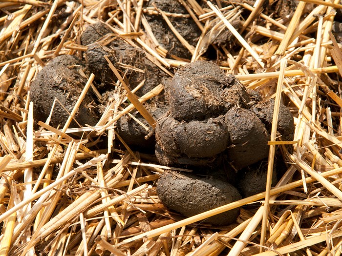 Hestepærer. Foto: Hanne Søgård