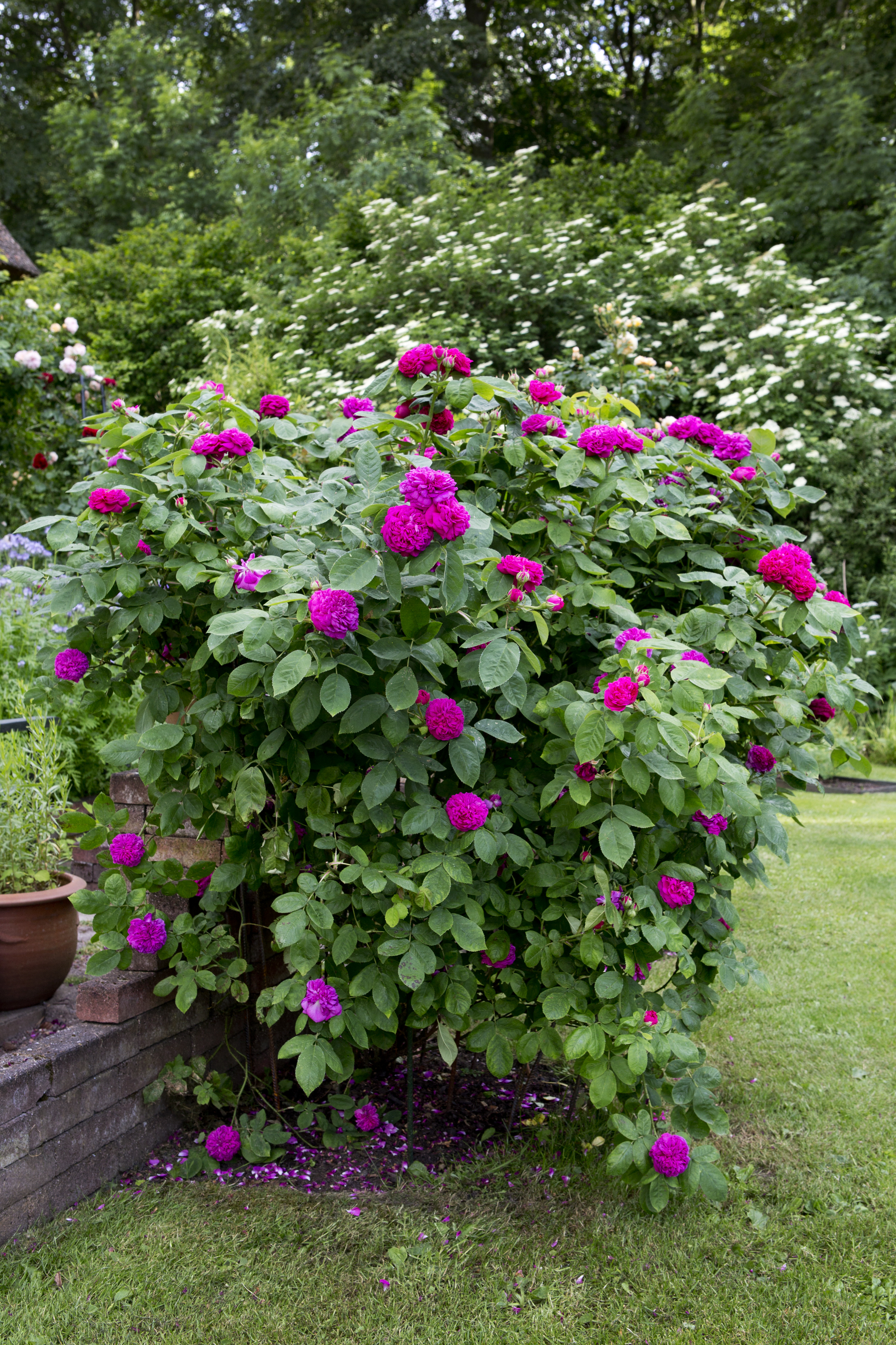 Den historiske rose 'Rose de Rescht'. Foto: Lene K