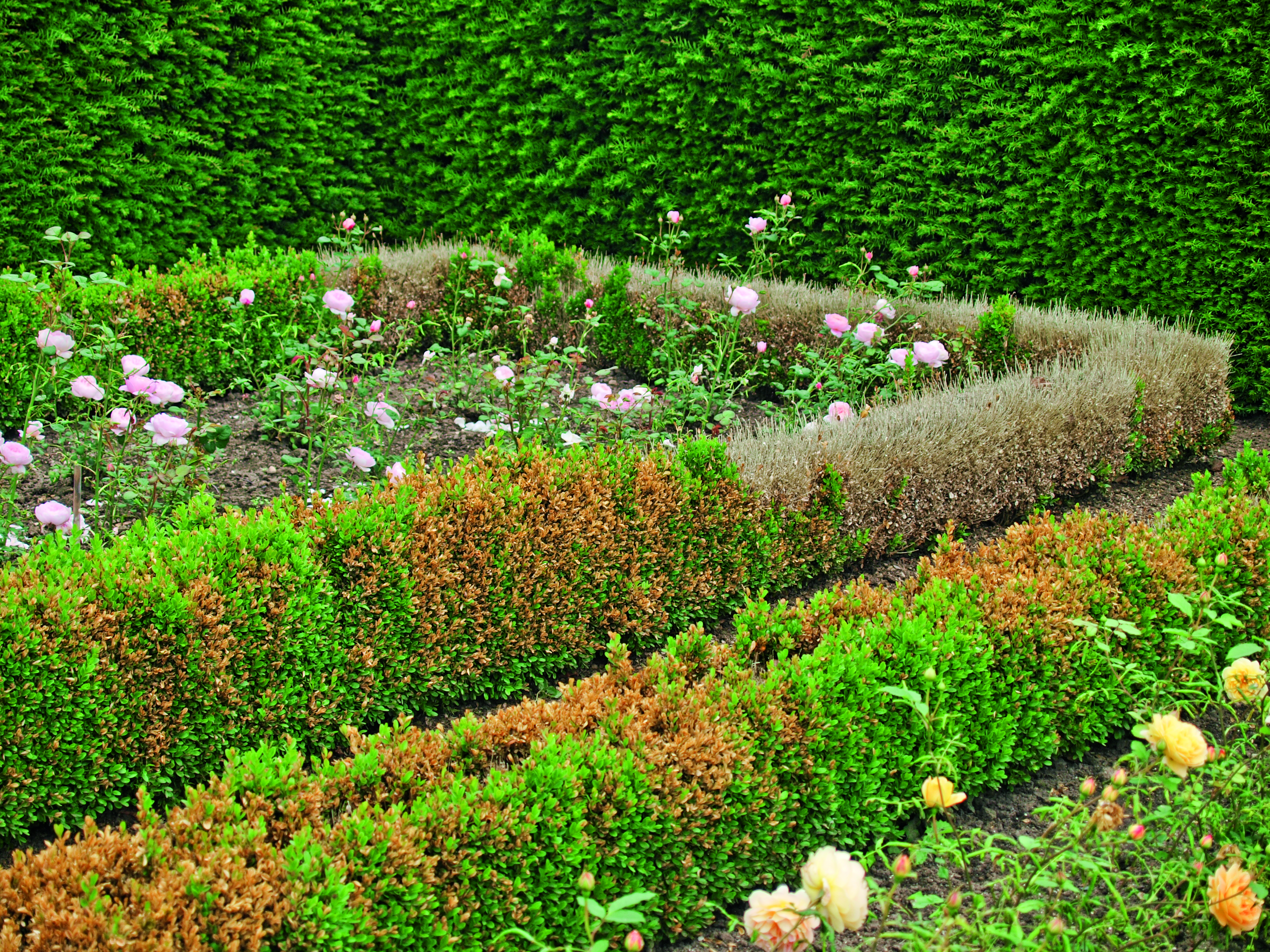 Buksbomkvistdød. Foto: Magnus Gammelgaard