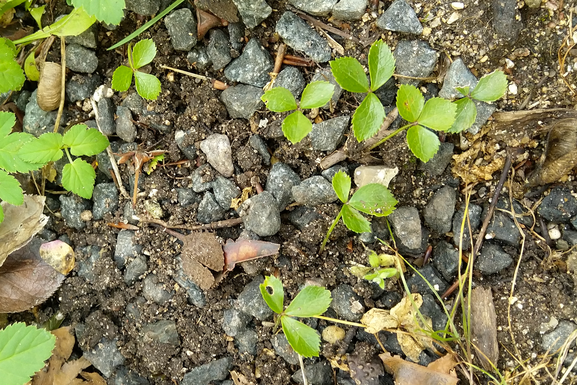 Selvsået påskeklokke, Helleborus orientalis. Foto: Haveselskabet