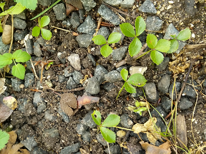 Selvsået påskeklokke, Helleborus orientalis. Foto: Haveselskabet
