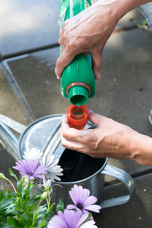 Flydende gødning tilsættes vandingsvandet. Foto: Ann Malmgren