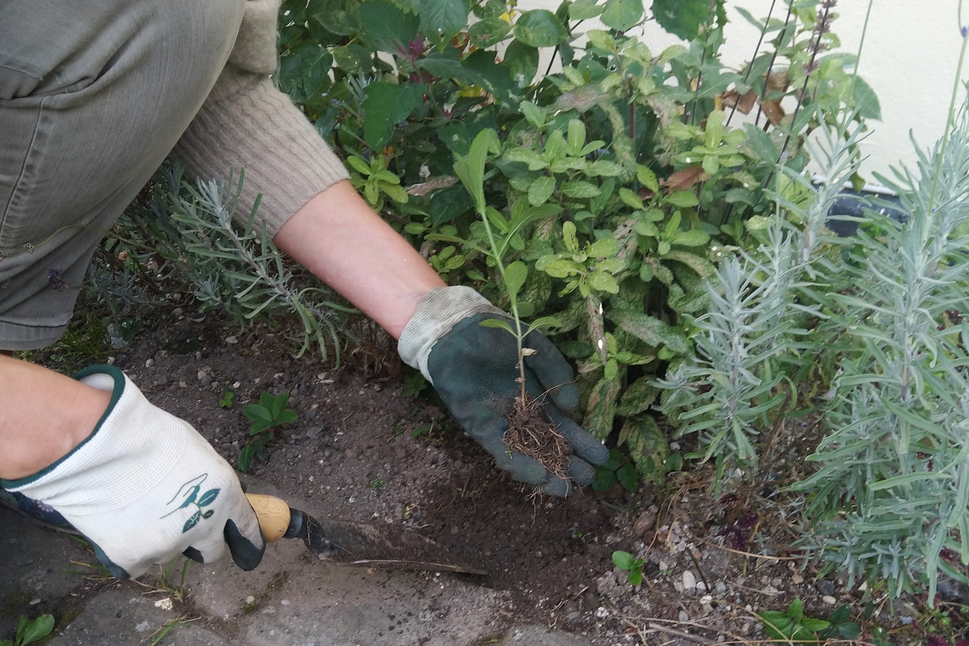 Frøplante af kæmpejernurt, Verbena bonariensis. Foto: Haveselskabet