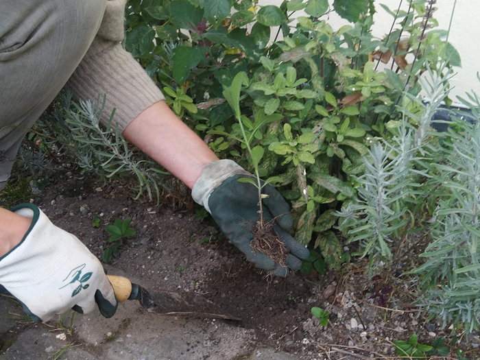 Frøplante af kæmpejernurt, Verbena bonariensis. Foto: Haveselskabet
