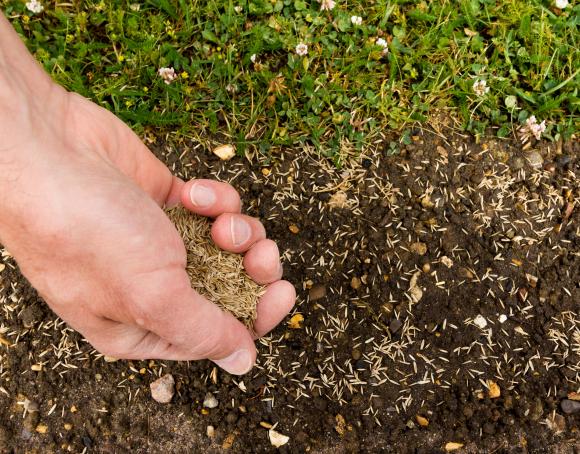 Viser hvordan man sår græs. Forårs kur til græsplænen. 