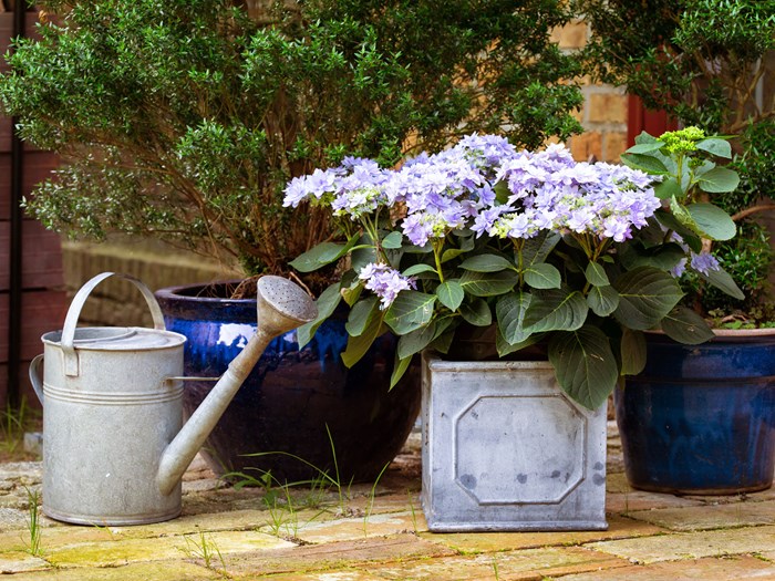 Hortensia i krukke. Foto: Istock/Azgek
