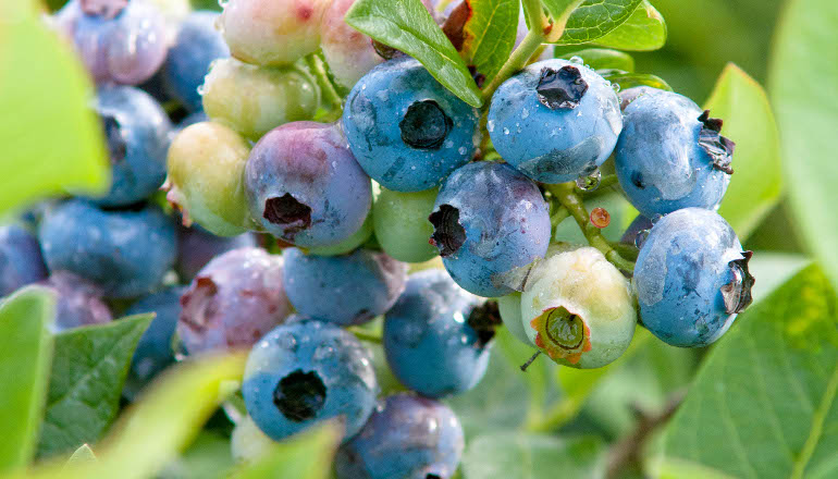 Storfrugtet blåbær, Vaccinium corymbosum 'Duke'. Foto: GAP Photos/Benedikt Dittli