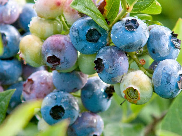 Storfrugtet blåbær, Vaccinium corymbosum 'Duke'. Foto: GAP Photos/Benedikt Dittli