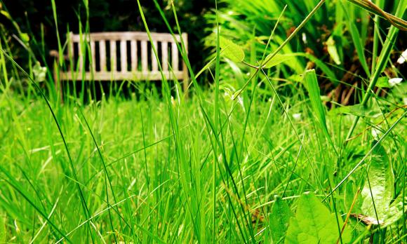 Langt græs. Foto: Flickr