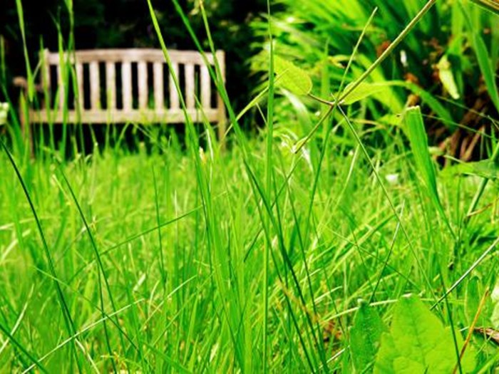 Langt græs. Foto: Flickr