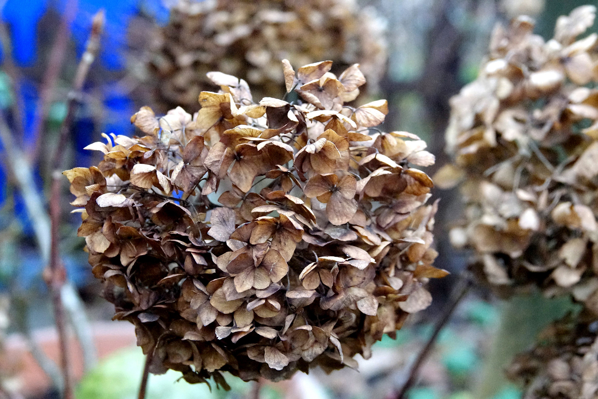 Hortensia. Foto: Flickr/Gerard Stolk