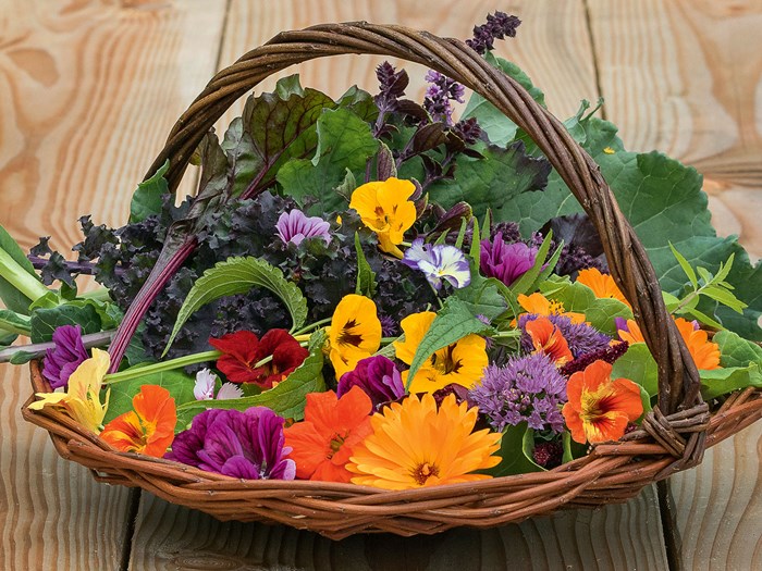 Nyhøstede spiselige blomster. Foto: Carsten Høyer