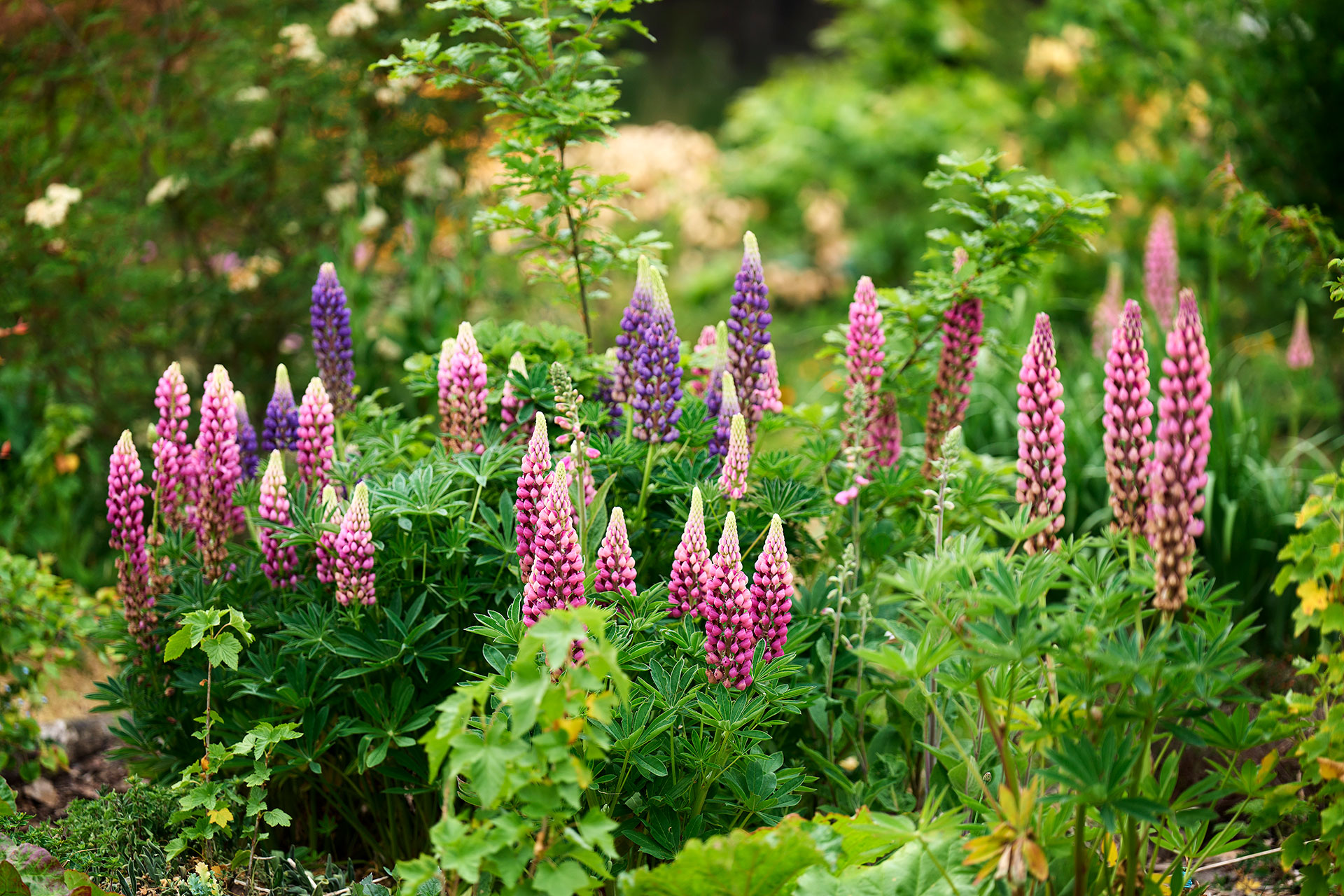 Mangebladet lupin, staudelupin er invasiv. Haveselskabet