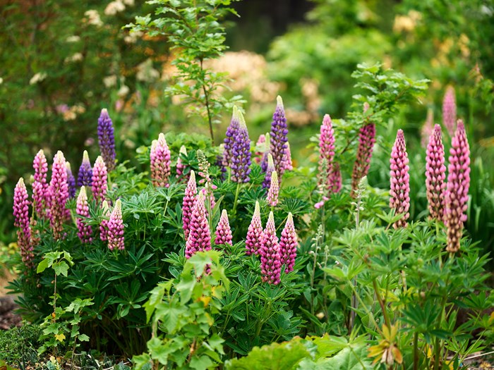 Mangebladet lupin, staudelupin er invasiv. Haveselskabet