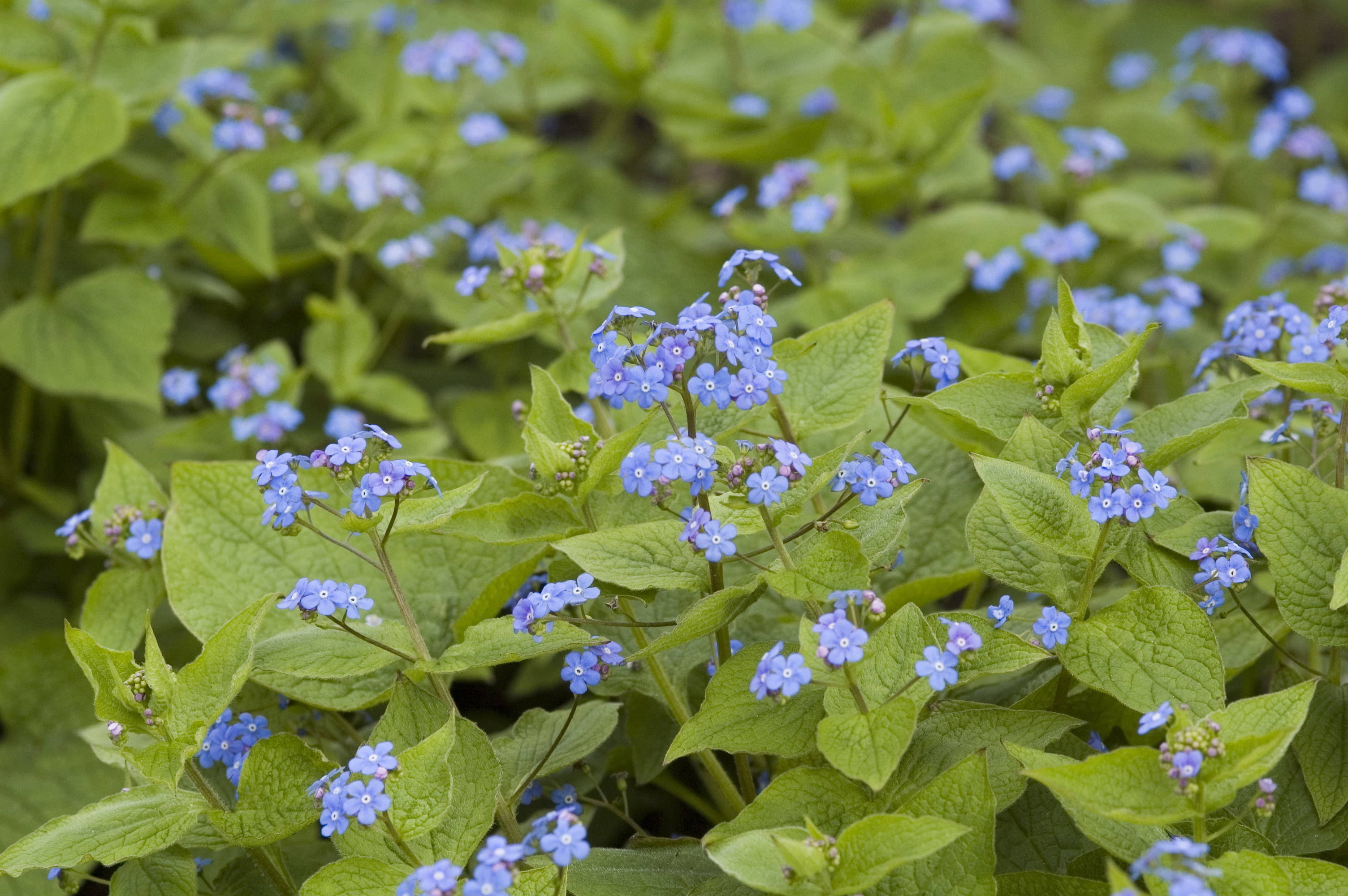 Kærmindesøster, Brunnera macrophylla. Foto: Istock/Gardendata