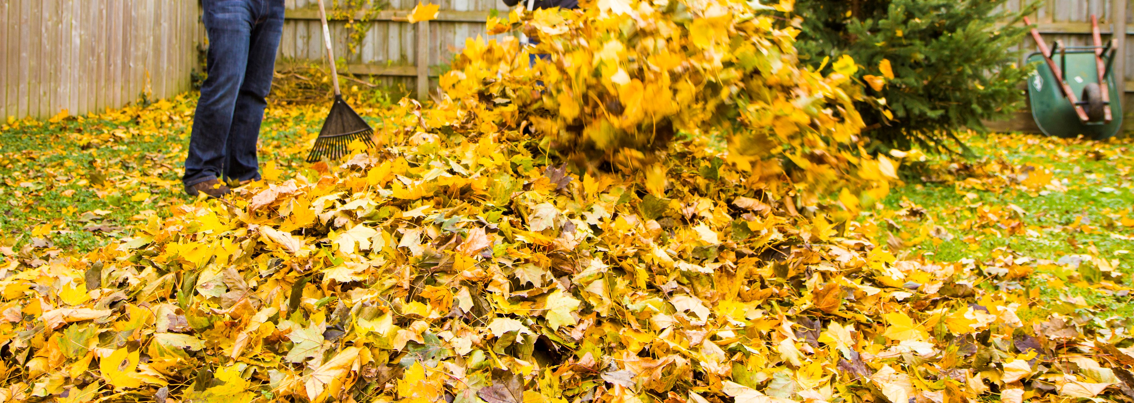 Efterårsbladene kan gøre god gavn i haven, så kør dem ikke væk. Foto: iStock