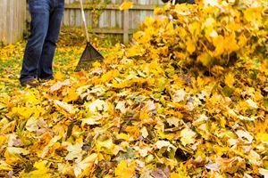 Efterårsbladene kan gøre god gavn i haven, så kør dem ikke væk. Foto: iStock