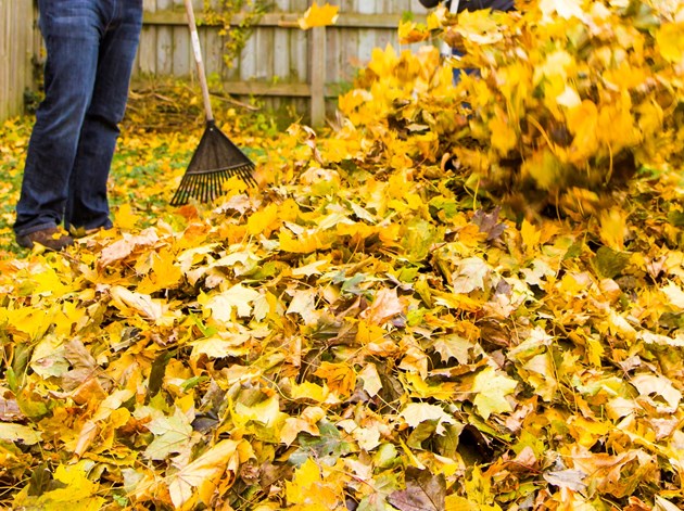 Efterårsbladene kan gøre god gavn i haven, så kør dem ikke væk. Foto: iStock