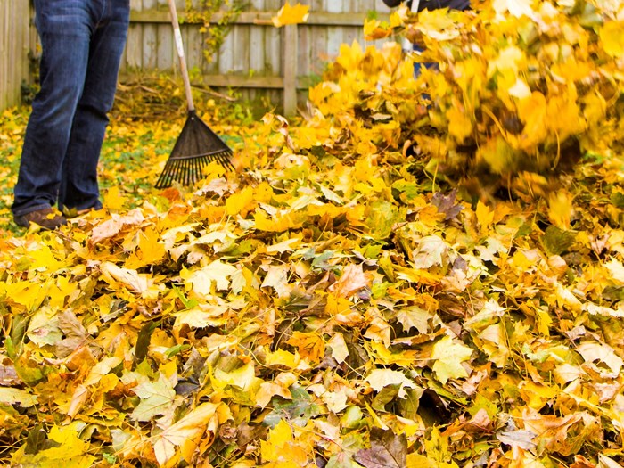 Efterårsbladene kan gøre god gavn i haven, så kør dem ikke væk. Foto: iStock