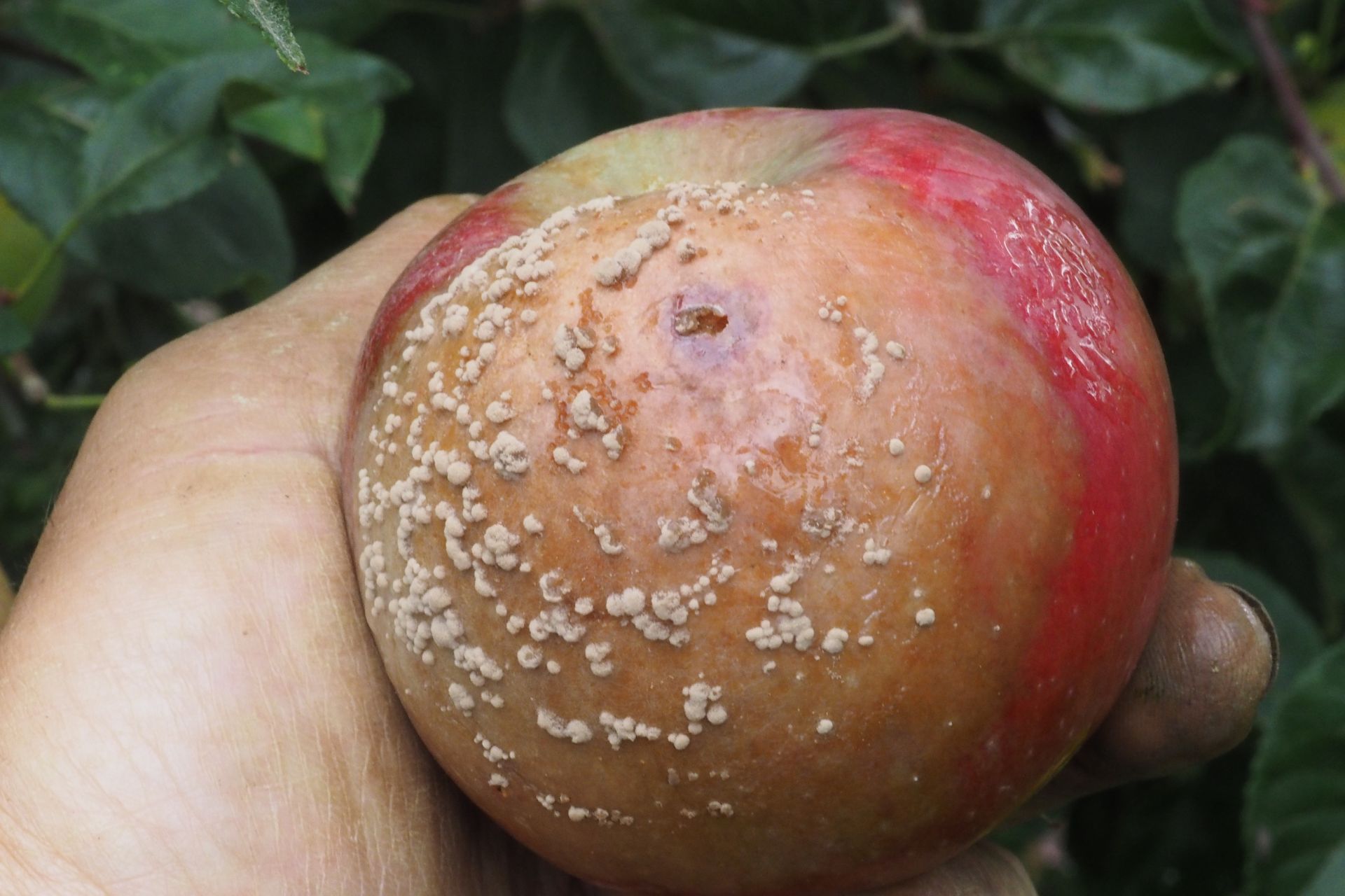 Æble angrebet af gul monilia. Foto: Magnus Gammelgaard