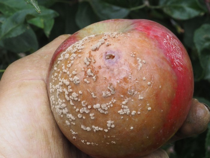 Æble angrebet af gul monilia. Foto: Magnus Gammelgaard