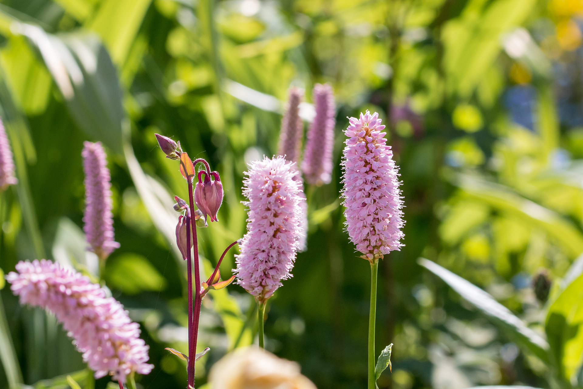 Slangeurt, Bistorta officinalis. Foto: Flickr/Mibby23