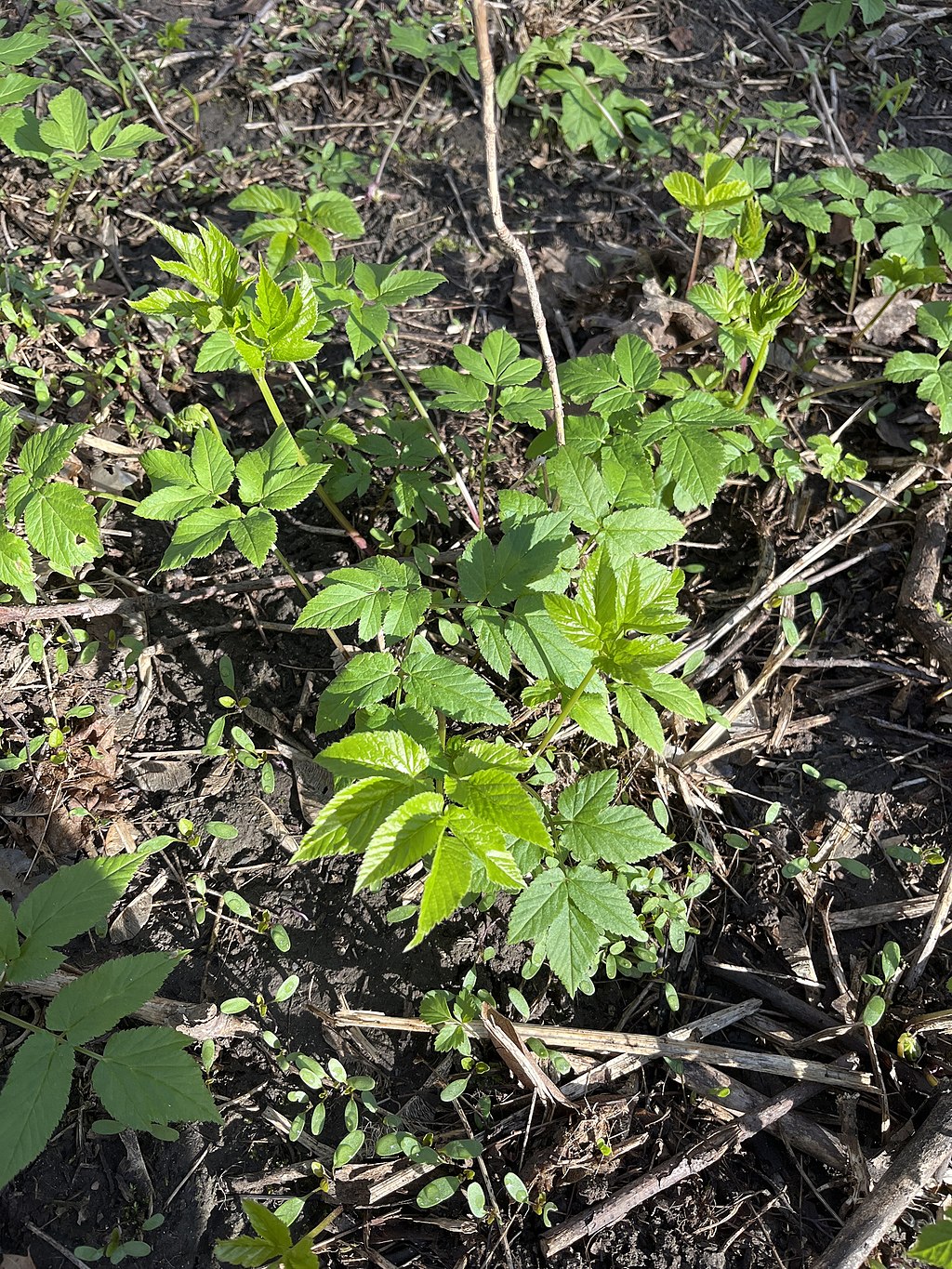 Spæde skud af skvalderkål. Foto: Wikimedia/Vladimir