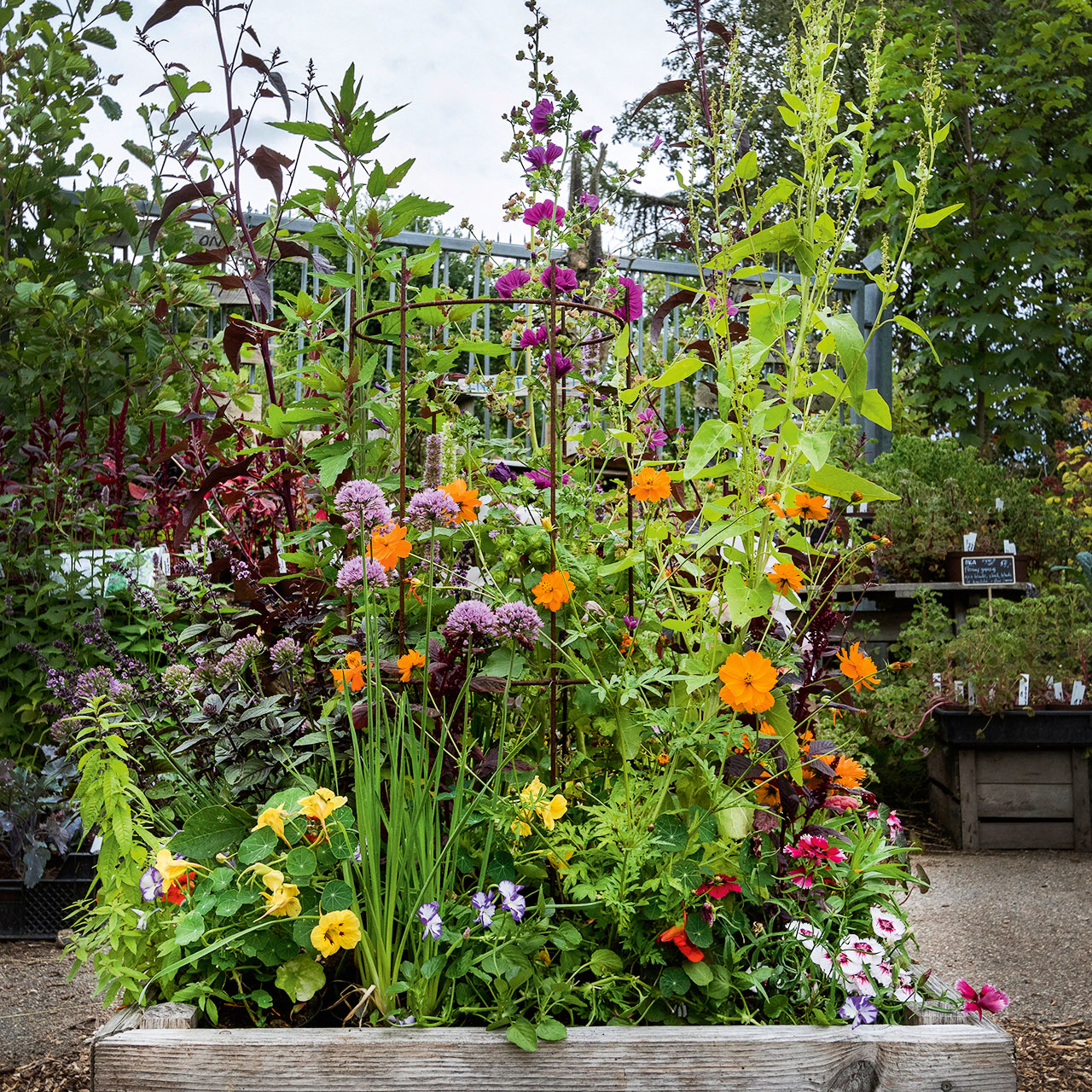Højbed med spiselige blomster. Foto: Carsten Høyer