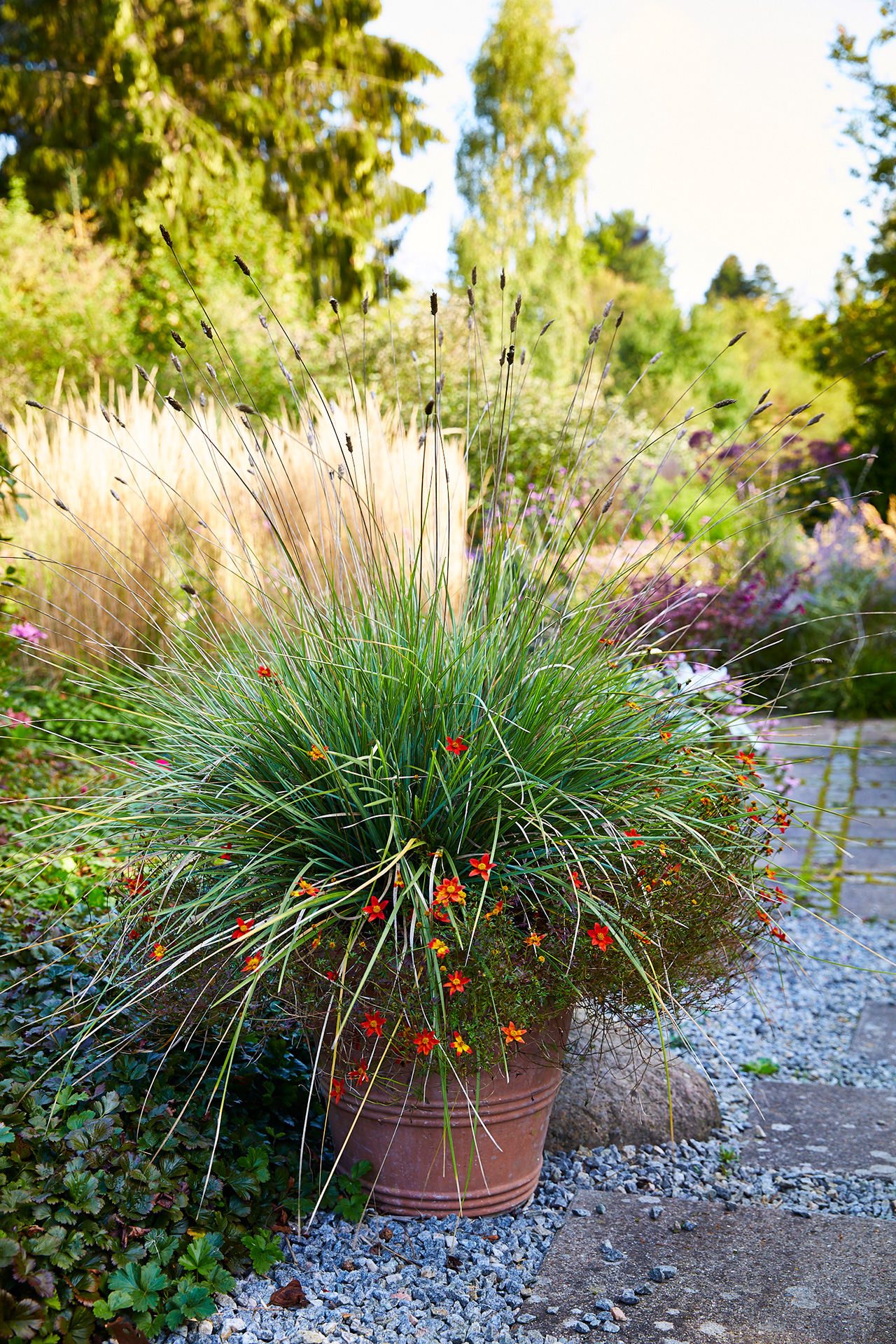 Grå blåaks, Sesleria nitida sammen med orange havebrøndsel i krukke. Foto: Thomas Evaldsen