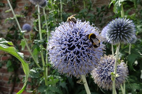 Tidselkugle, Echinops ritro, trives på næringsrig jord. Foto: Wikimedia/Llywelyn2000