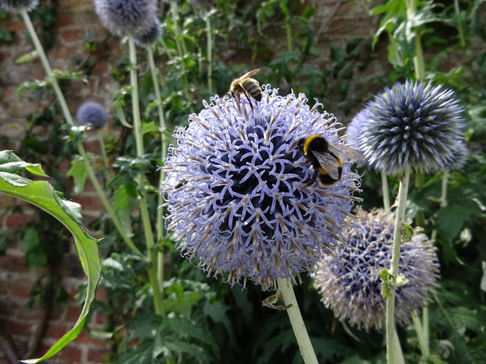 Tidselkugle, Echinops ritro, trives på næringsrig jord. Foto: Wikimedia/Llywelyn2000