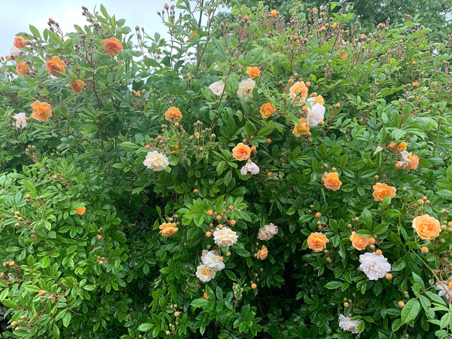 Ghislaine De Feligonde