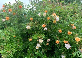 Ghislaine De Feligonde