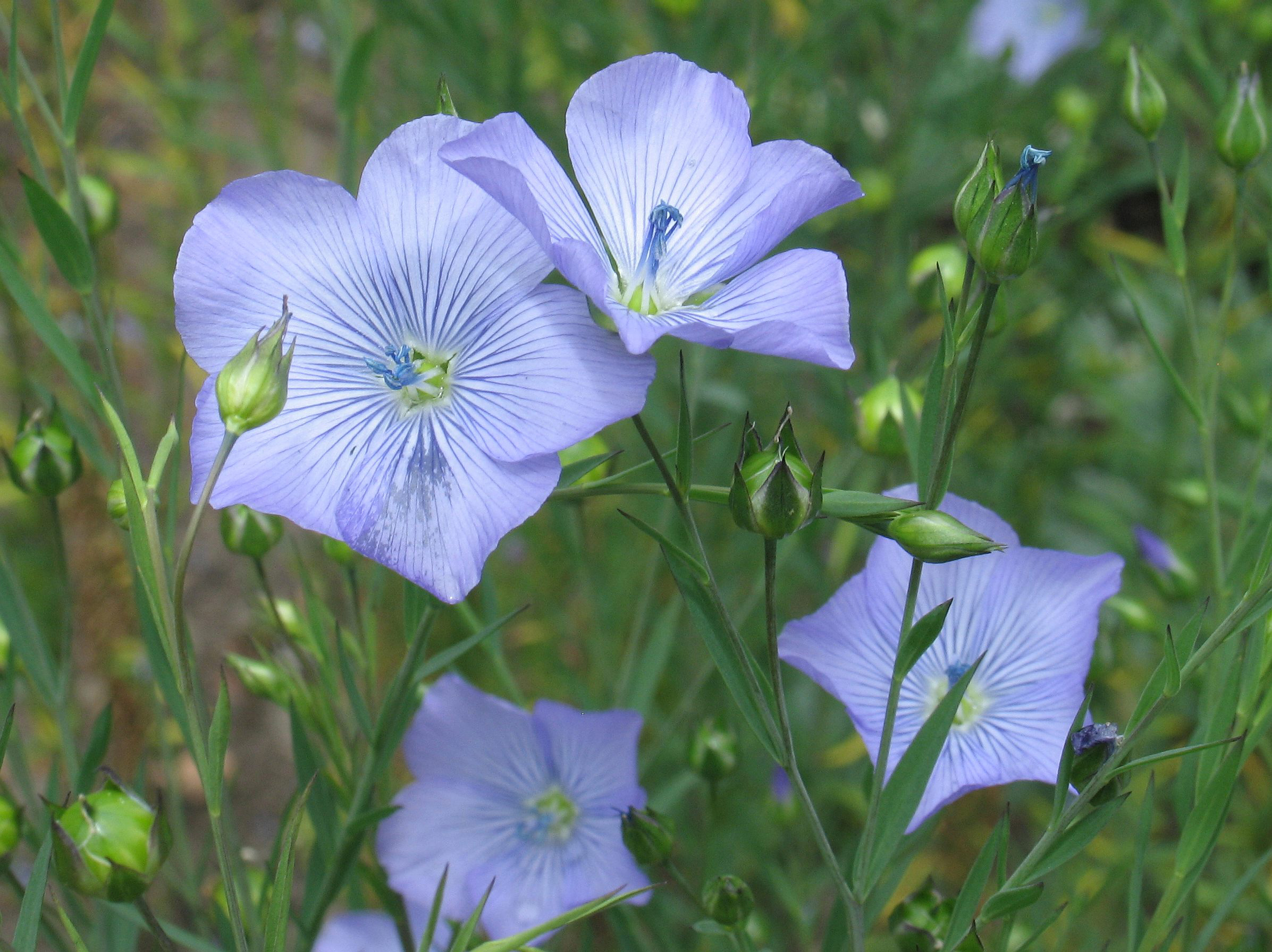 Oliehør, Linum usitatissimum. Foto: Flickr/Quimbaya
