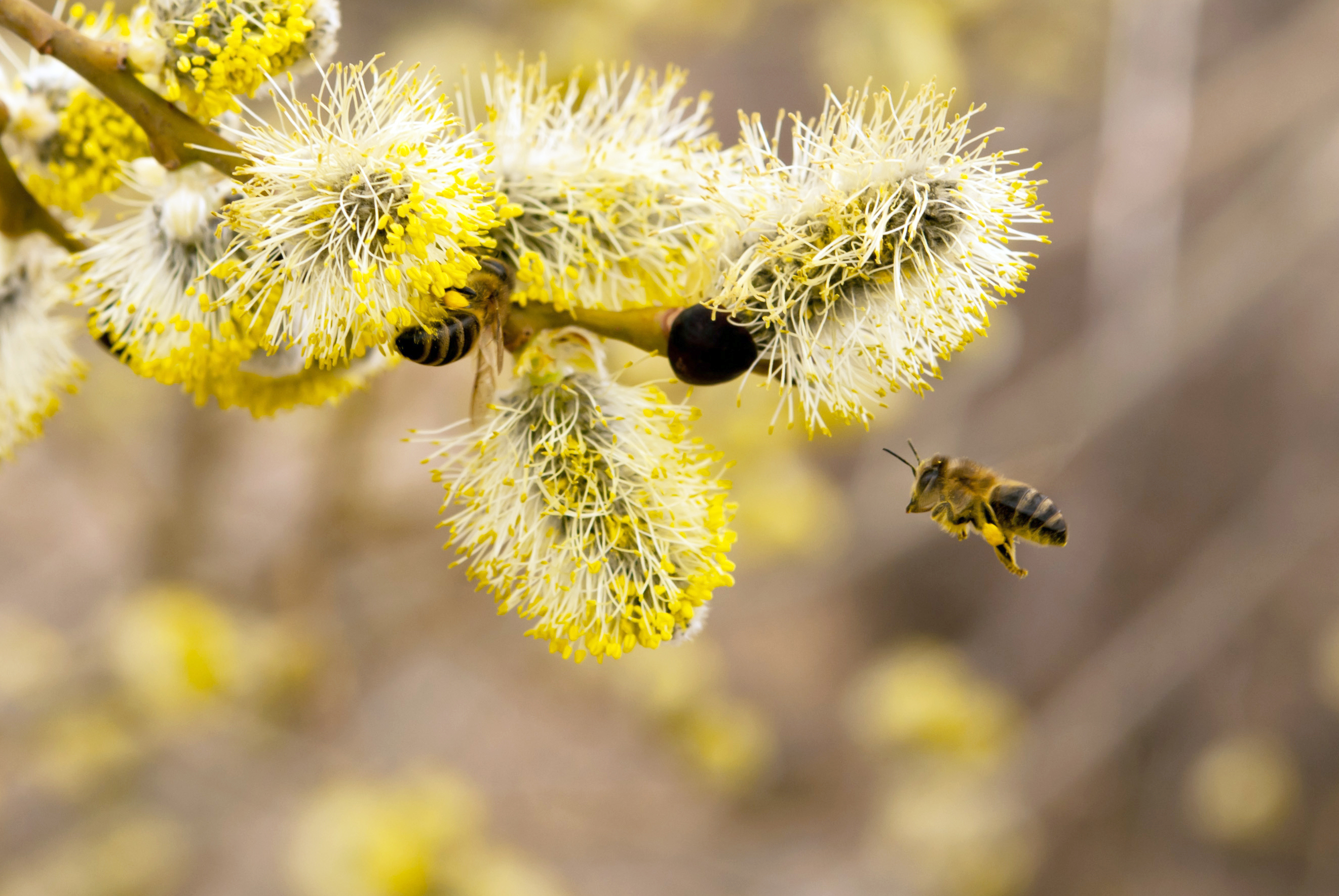 Pil, Salix, er en af de tidligste planter til at tilbyde mad til insekterne.  Foto: Istockphoto.com/MauMyHaT