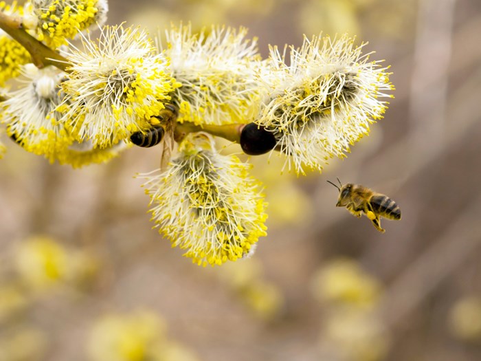Pil, Salix, er en af de tidligste planter til at tilbyde mad til insekterne. Foto: Istockphoto.com/MauMyHaT