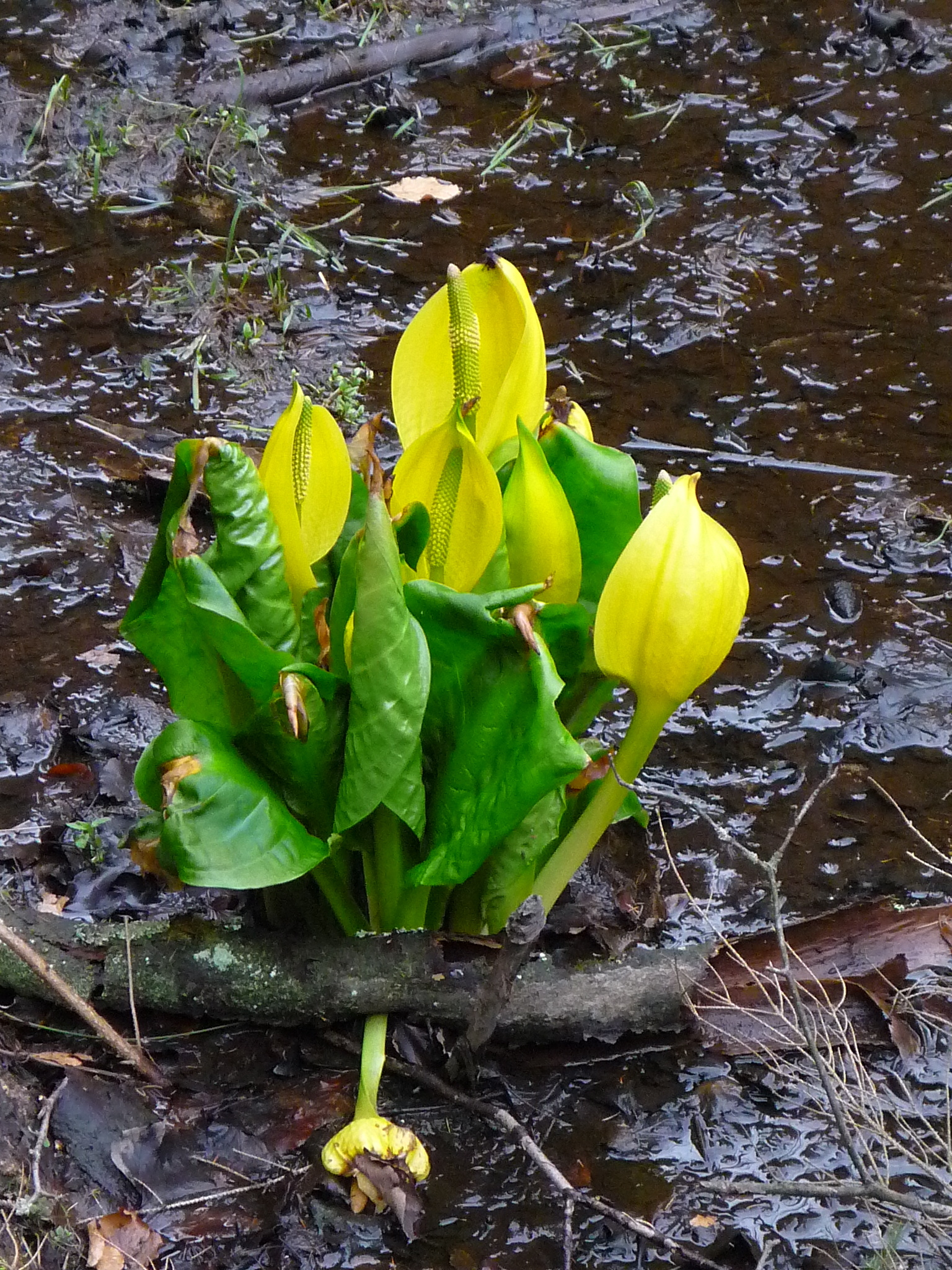 Gul kæmpekalla. Foto: Wikimedia/Grimkatharsis