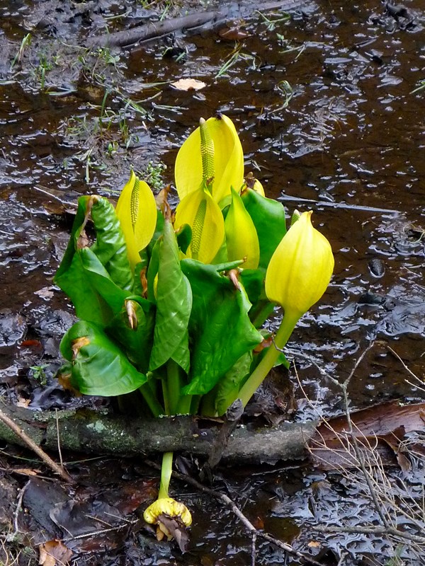 Gul kæmpekalla. Foto: Wikimedia/Grimkatharsis
