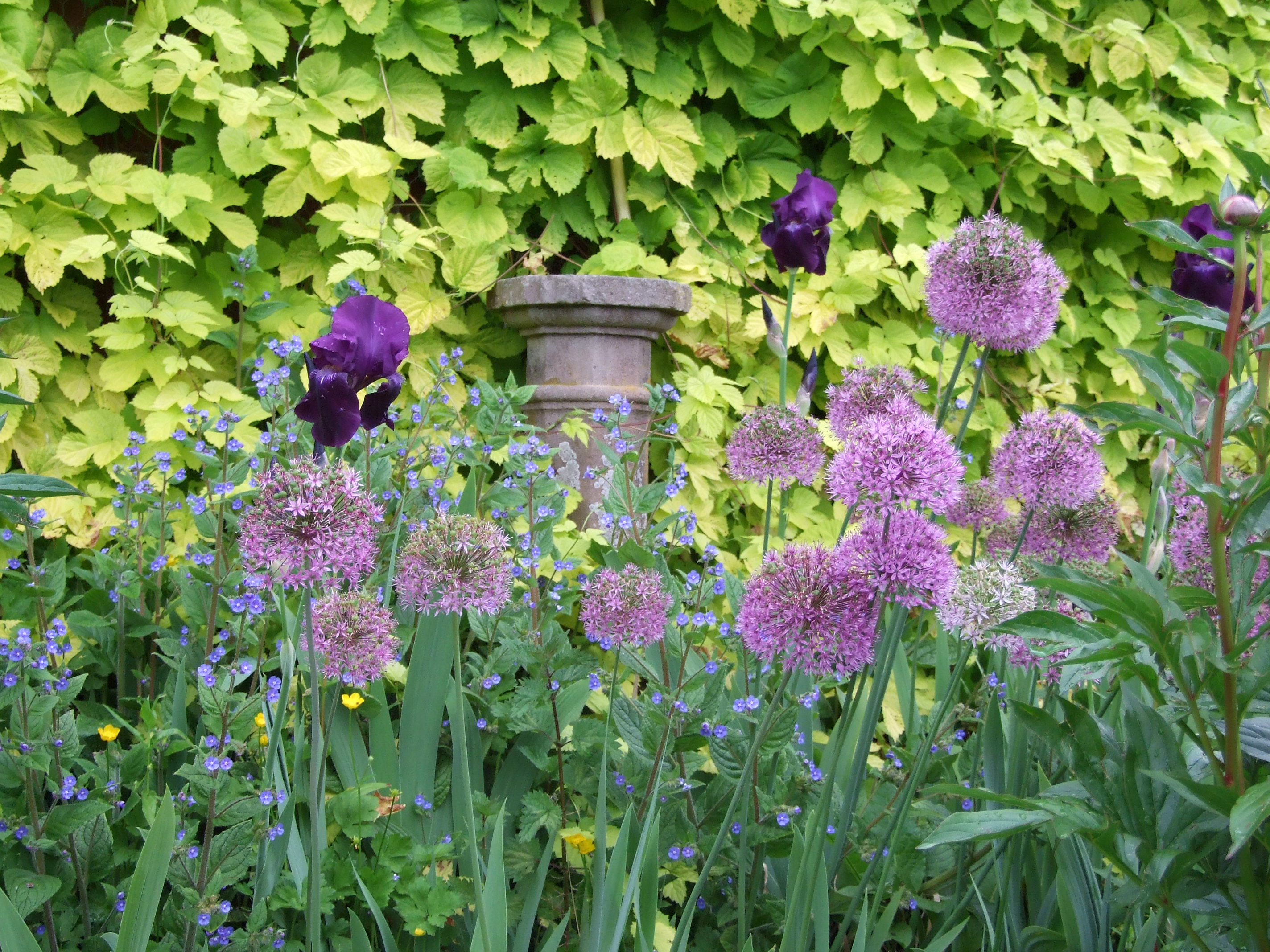 Prydløg, Allium, og haveiris, Iris germanica. Foto: Flickr 