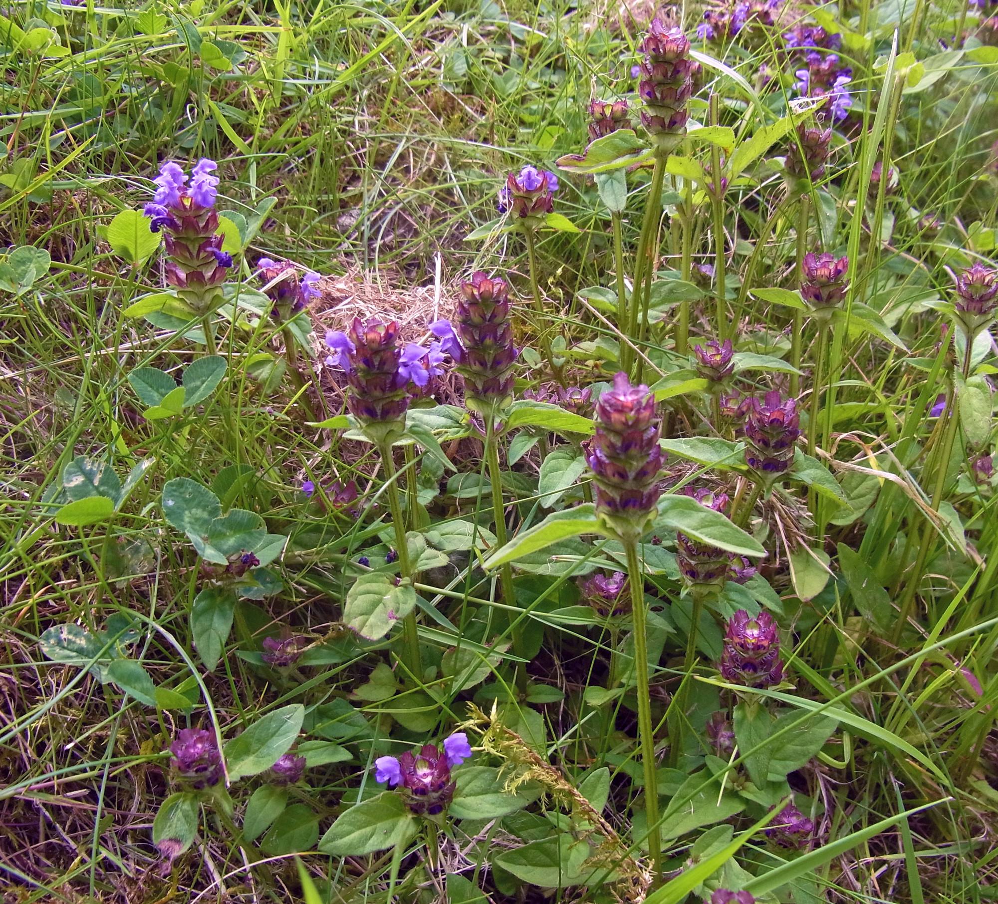 Almindelig brunelle, Prunella vulgaris. Foto: Flickr/Simon 2