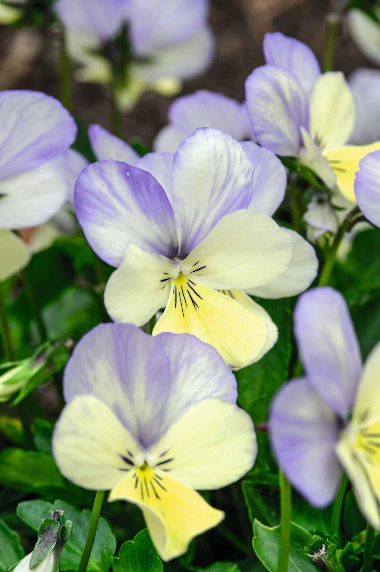 'Blue Moon' er meget blomsterrig og hårdfør. Foto: Birgit Husted Bendsten