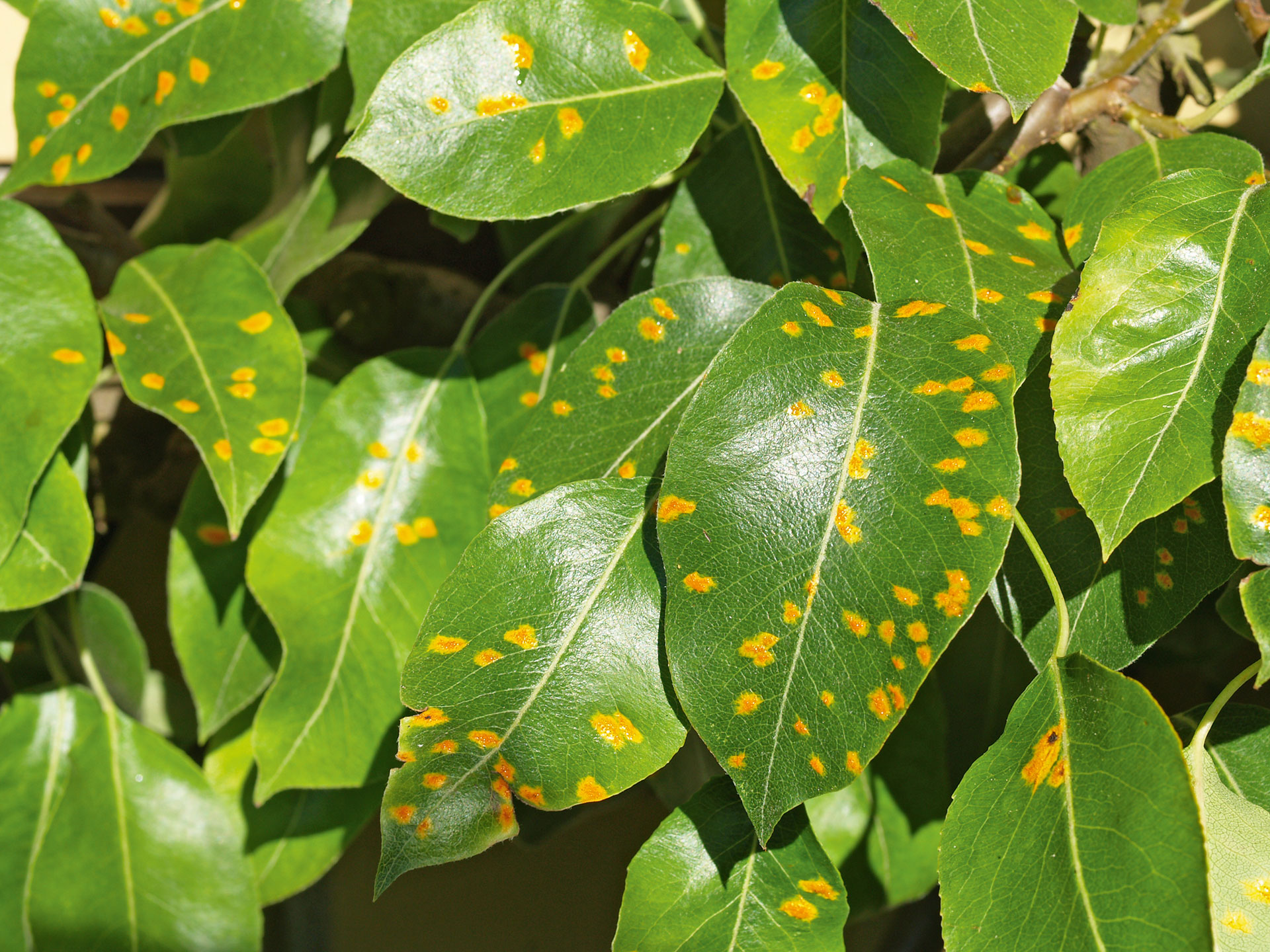 Pæregitterrust. Foto: Magnus Gammelgaard