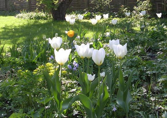 Tulipan 'Purissima' er en af de gode stabile tulipaner der kommer igen år efter år. Foto: Haveselskabet