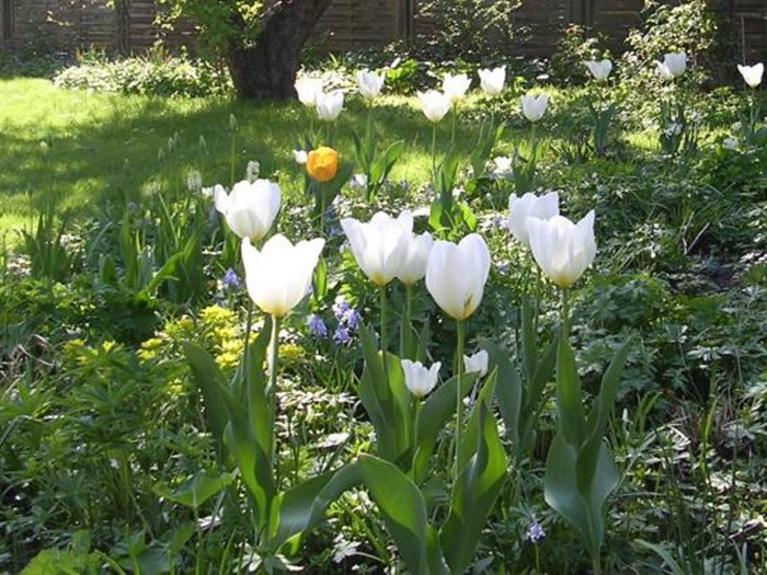 Tulipan 'Purissima' er en af de gode stabile tulipaner der kommer igen år efter år. Foto: Haveselskabet